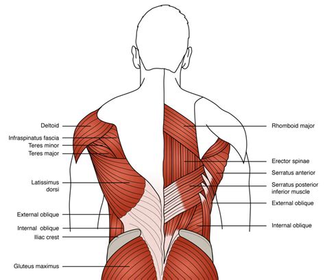 back muscle pics|human lower back muscles.